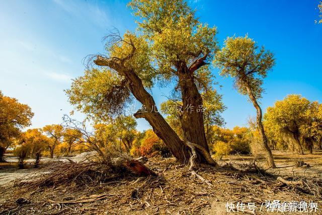烟花|藏不住了!新疆发现全球最大沙漠胡杨林,比额济纳还美,游客很少