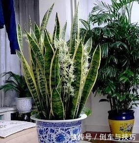 6种花，随便养一盆，空气清新“病菌”少！我就养6盆，对家人好！