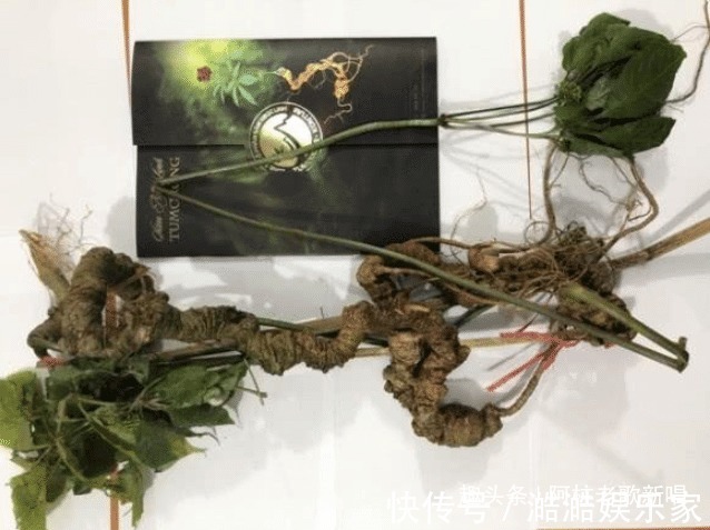 tr百年越南珍珠參，男子花10億拍下，轉手沒人要只好放進冰箱保鮮