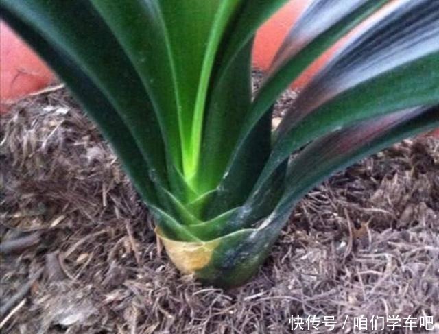 松针土养花,提前做好这几步,疏松透气,养分充足!