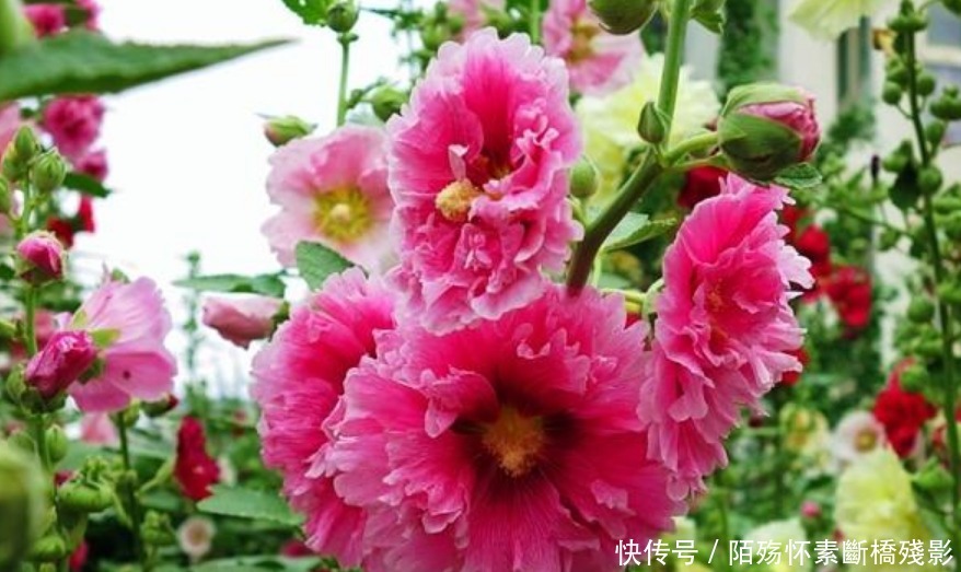 3种花高贵优雅,看了就让人沉醉,花色鲜艳,美丽动人