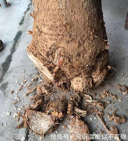 养花技巧:根都烂完了的君子兰,我捡回家,半年后开花了!