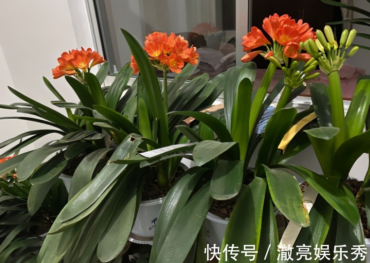 晒伤|春季养君子兰,新手不经意会犯五个错,难怪越养越糟,始终养不好