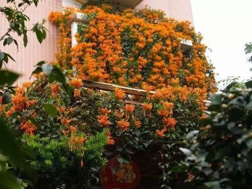 春天种上爬藤植物，夏天花儿爬满墙！