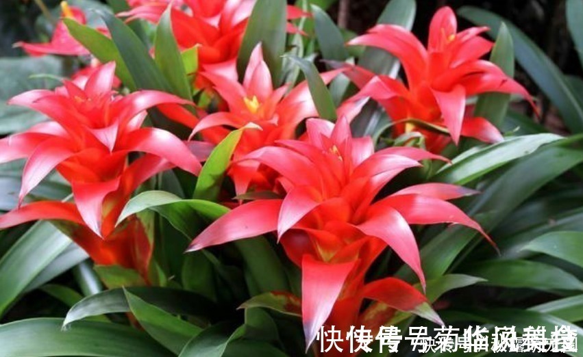 君子兰君子兰|“3种花”不要随便送人,多养几盆在家,不仅旺宅还招财!