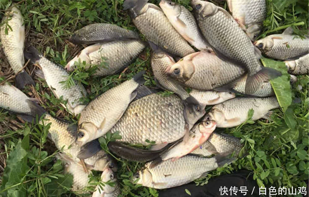 春季浅水有大鲫，钓浅水用这种调漂方法，漂相很清晰，中鱼率高！