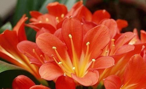 旺宅招财|此花再贵,家里都要养2盆,旺宅招财还养人,价值珍贵增福气