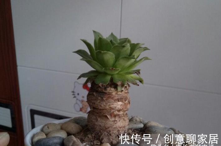 主头|多肉观音莲分不分公母?我养的观音莲一直不爆崽,很怀疑它的性别