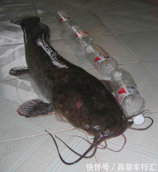 鱼王?东莞石马河“巨型胡子鲶”被钓起,钓友:再大,也不敢吃