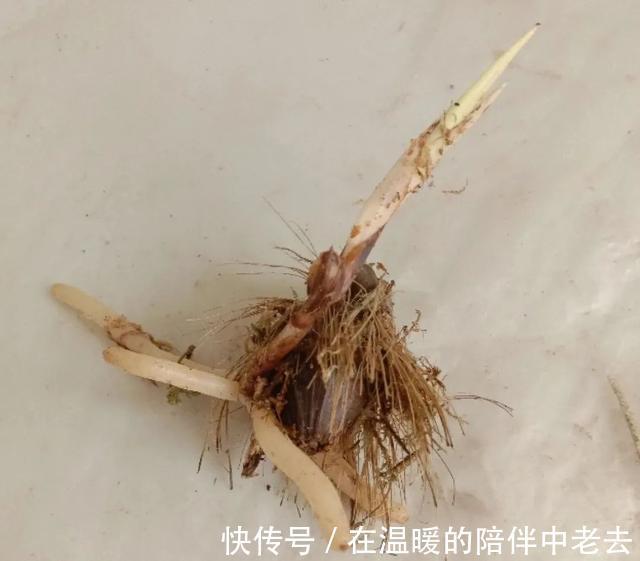 养花技巧公认难养的3种花,高手用经验告诉你,怎样快速开花