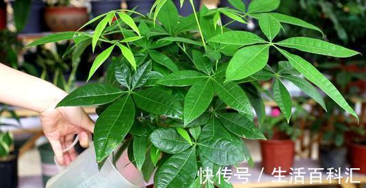 养发|夏天养发财树，大水大肥“大剪刀”，新芽冒的欢，半年大一圈