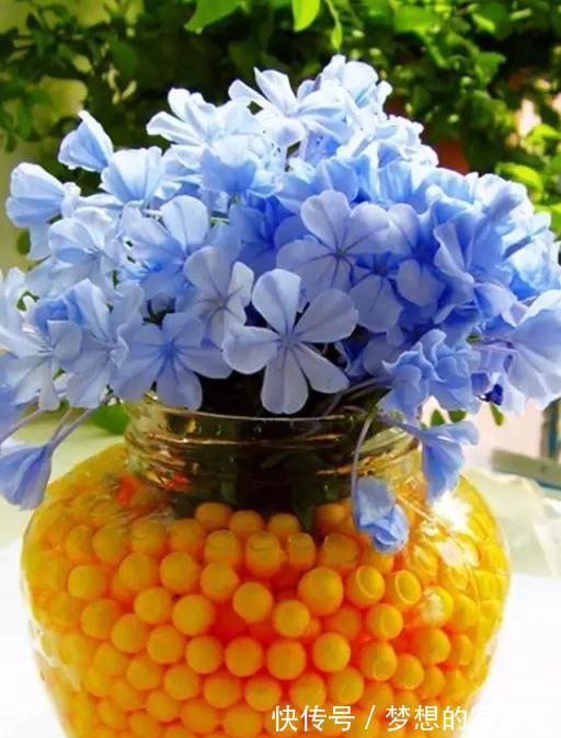 养护|最全蓝雪花养护指南,让蓝雪疯狂一夏