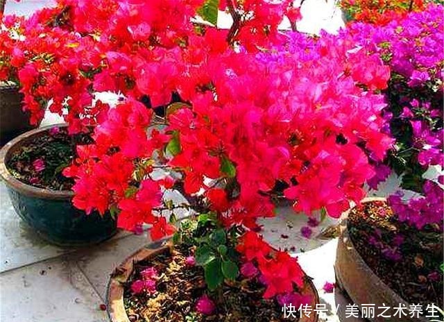想让三角梅爆炸式开花,夏天多做4件事,花朵多得压弯枝头!