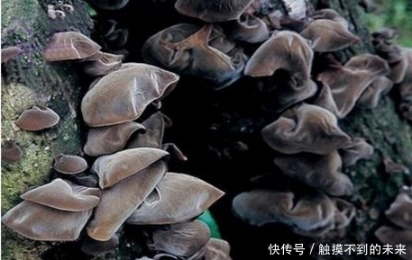 驻颜|农村水沟里的它，是补血驻颜圣品，还降压减肥，治风湿，别错过了