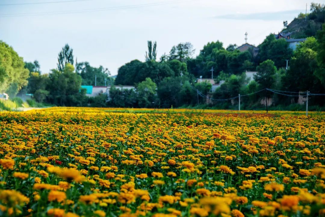 秋天|来临洮！看秋天的第一片“花海”