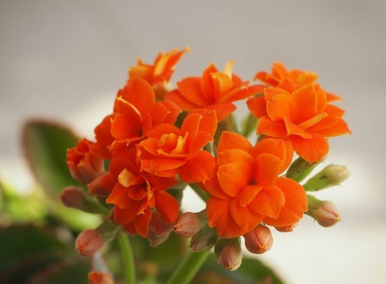 长寿花2次开花，这个“方法”大家掌握了吗养护得当，会开爆盆