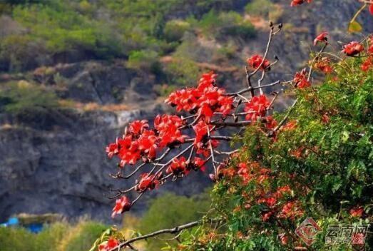 红河县：木棉花的春天 染红“河谷”岸畔