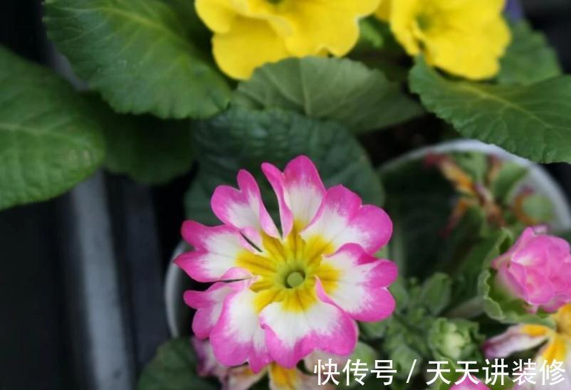 开花期|新人养花很容易上手的报春花，盆栽注意5点，开花又多又美