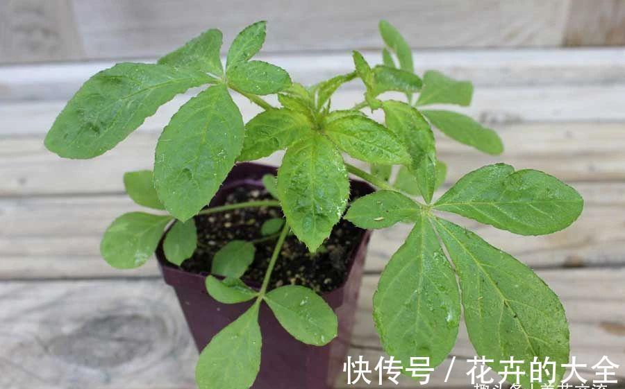 阳台上|有院子可尝试种些夏秋不断开花的醉蝶花,还能养成大型盆栽