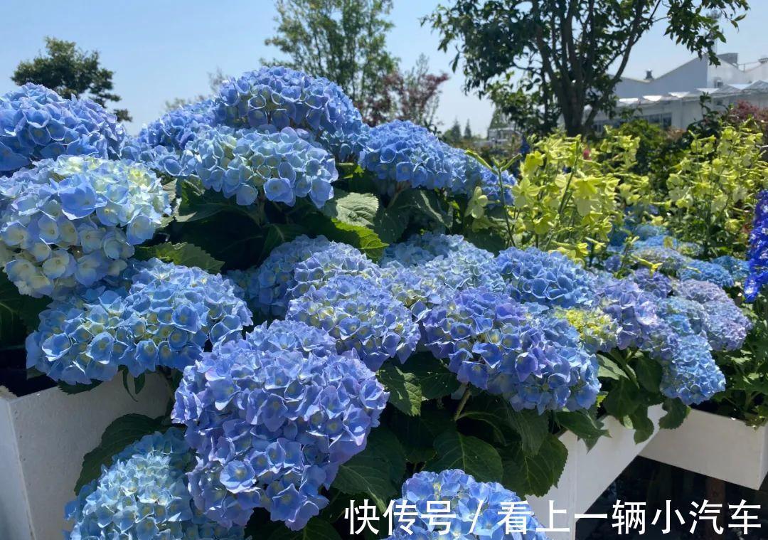 6种富贵花,冬天爱“装死”,好好“伺候着”,来年繁花多几倍