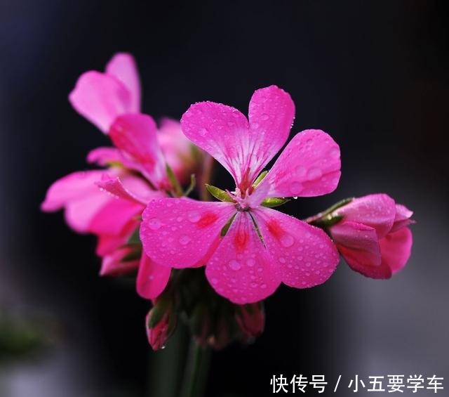 这些花淋雨就成“落汤鸡”，下雨最好搬屋里，否则花期减半！