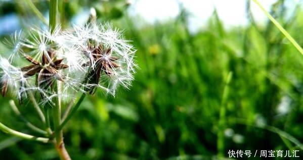 黄金|蒲公英和“此”是黄金搭配,若能连续喝3天,清肝明目还抗衰老!