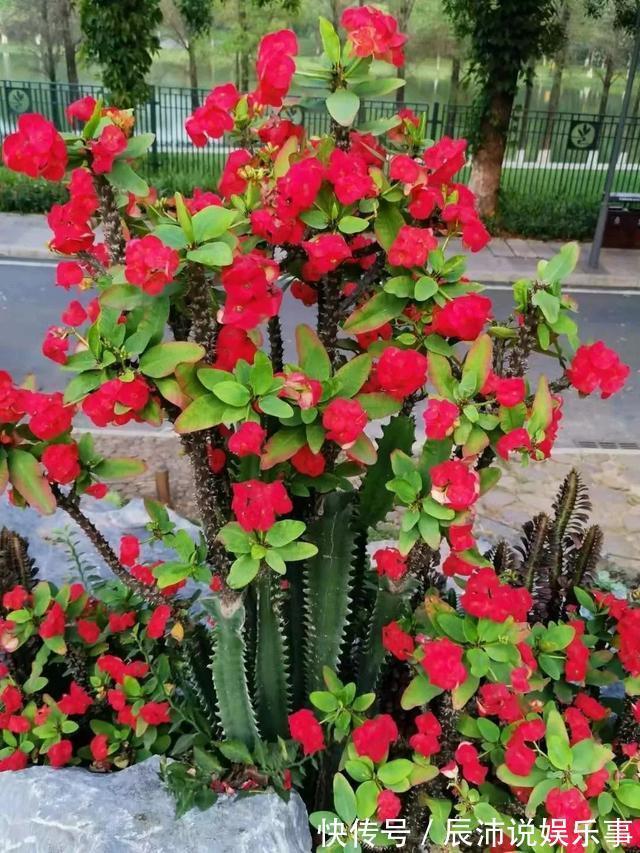 4种“大毒花”,家里经常养,修剪要小心,别碰上