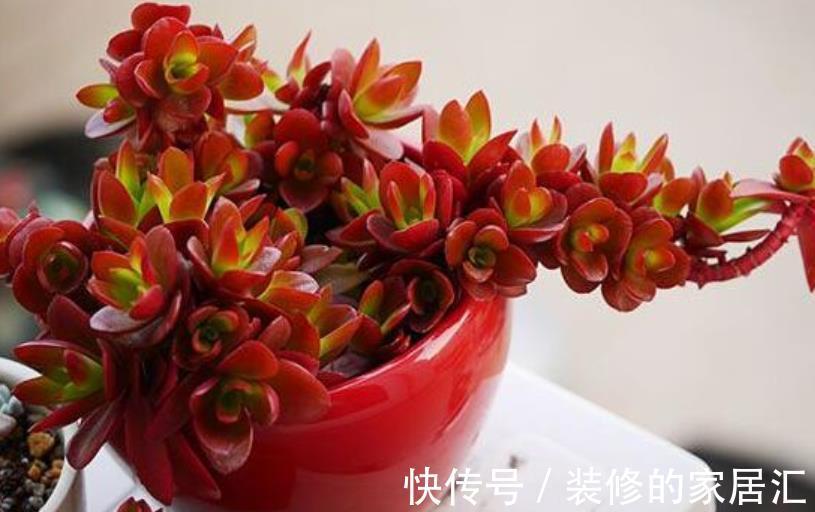 多肉火祭养不红?教你4个小技巧,叶片红似火,越长越迷人