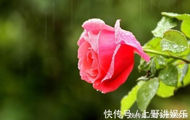 养分|扦插月季只长新叶不长根2种处理方法,提高成活率!