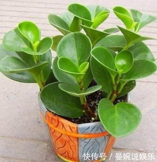 随便掐个枝叶都能养活的4种盆栽植物，不用你管就能爆盆！