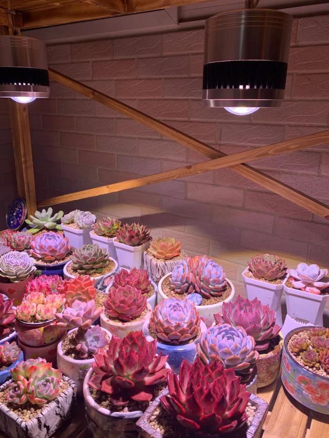 所爱隔山海,山海皆可平!多肉不只露养好看,灯光下的多肉也精彩