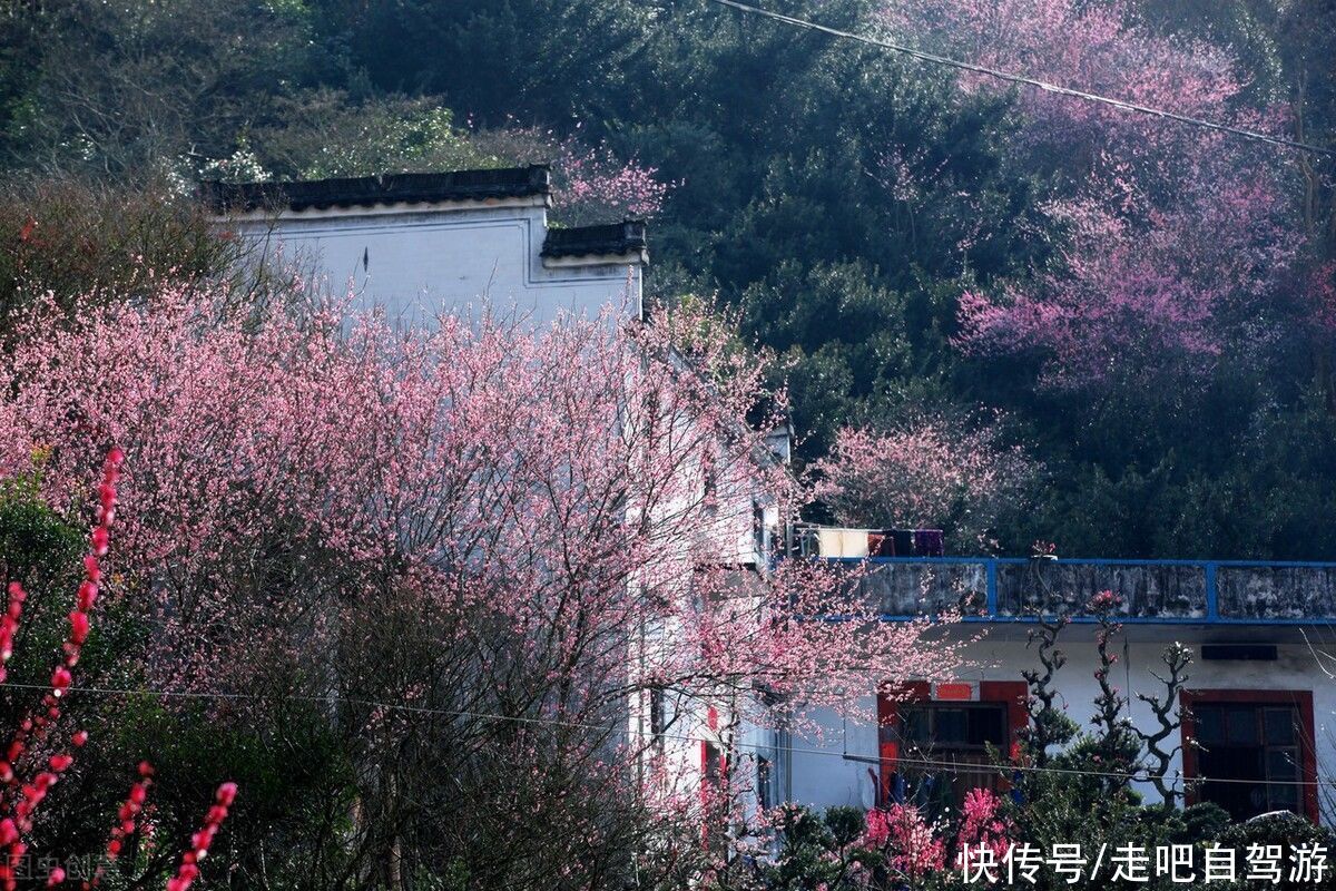 古村落|卖花渔村，只卖花不打渔的千年古村落，私藏了万亩的粉红梅花海