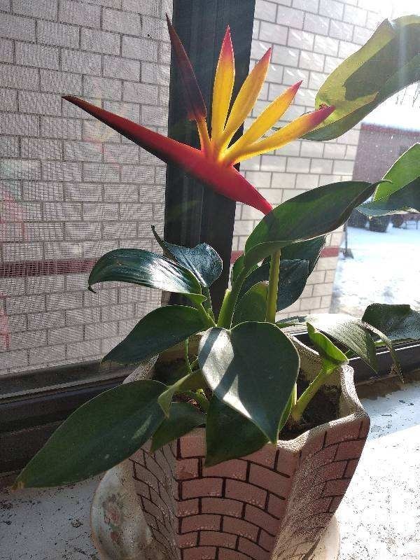 花骗子最爱卖的5种花，养花小白要记住，擦亮眼睛不上当