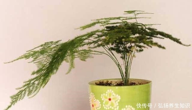 茉莉花|什么样的人就喜欢什么样的花,这几种花家里养,那就是怎么样的人!