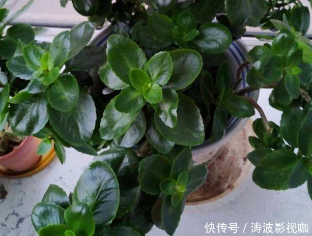 冬日长寿花开完花后，马上动手做4件事，10天就能迎来下一波花