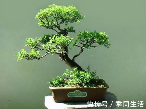雀梅盆景的一些养护技巧，简单易懂，不知道这些养护技巧，会吃亏