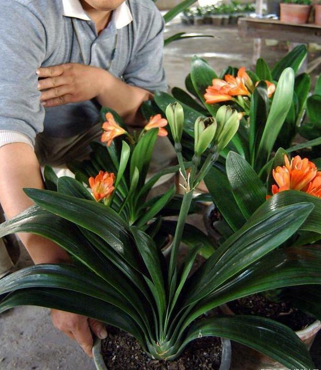 养花要用“杀菌剂”,这3种就很好用,家家都有,效果比多菌灵强