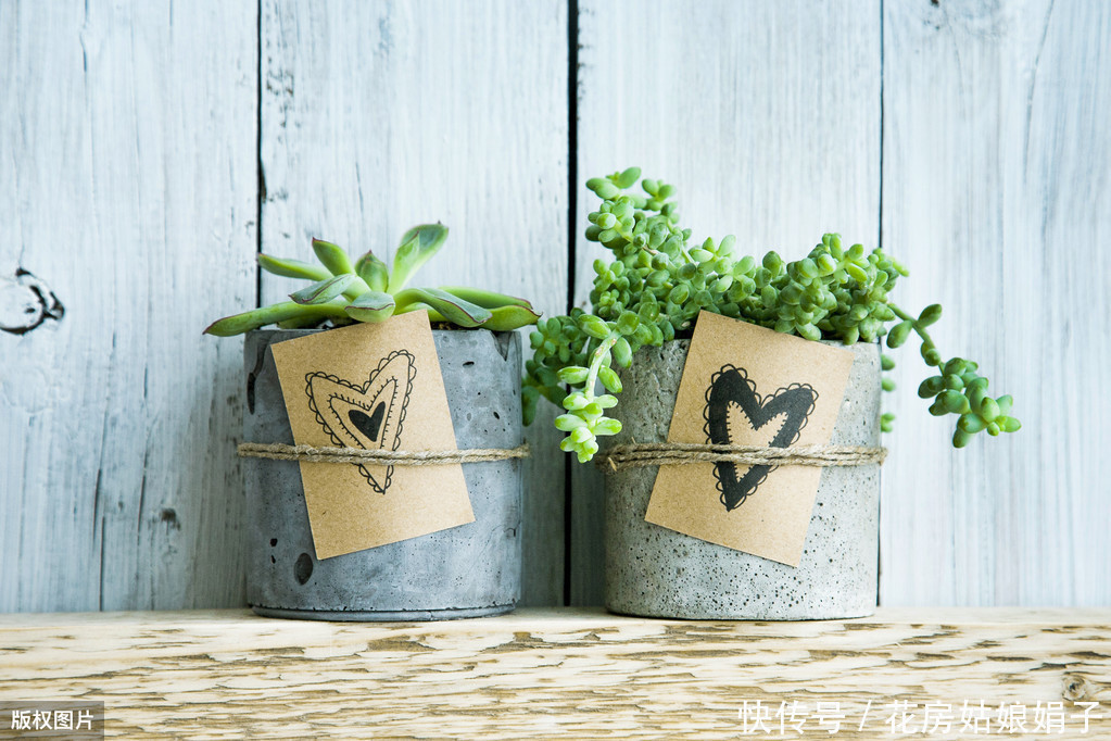 缺水|多肉植物怎么浇水?提供浇水七大知识点,让养殖多肉变得更加简单