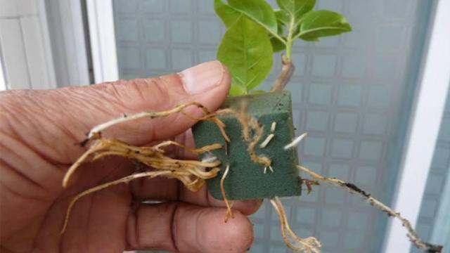 三角梅扦插有技巧,学会几点,一盆变多盆很简单