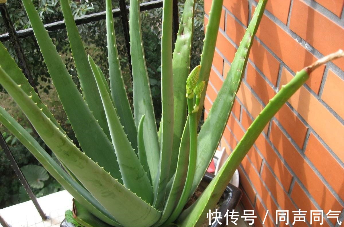 寓意|家里养花,3种花别乱“送人”!尤其是第1种,“招财”又养人