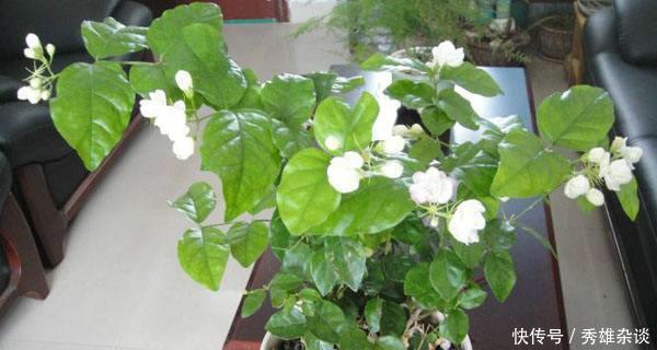 枝条|养茉莉花,盆里放几粒“小东西”,花儿怒放、芳香,一年开花不断