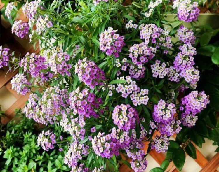 几种花养在家里，花大色很艳，韵压群芳超美丽，很值得拥有