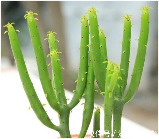 光棍树|花友们想清楚了，这三种花不要轻易的在家养，有潜在的危险