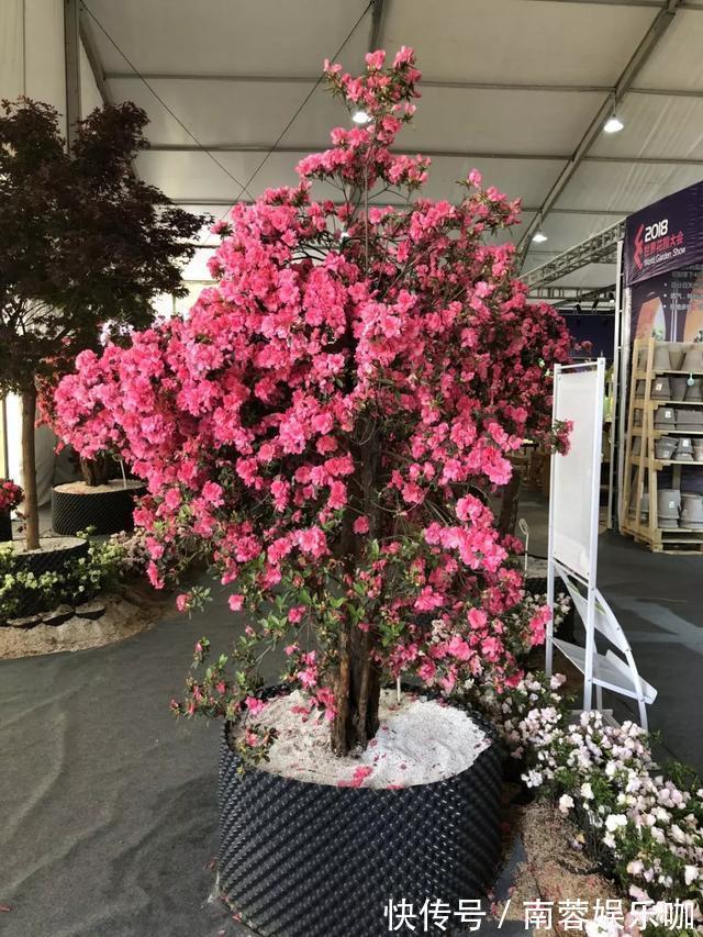 对花有一种特殊的情怀,能养几十年的花,养1盆当传家宝!