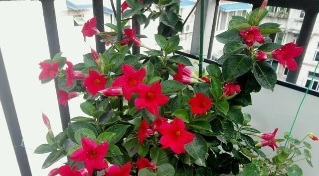 此种藤本花卉,不输铁线莲,养护容易,四季都开花,室内也能种!