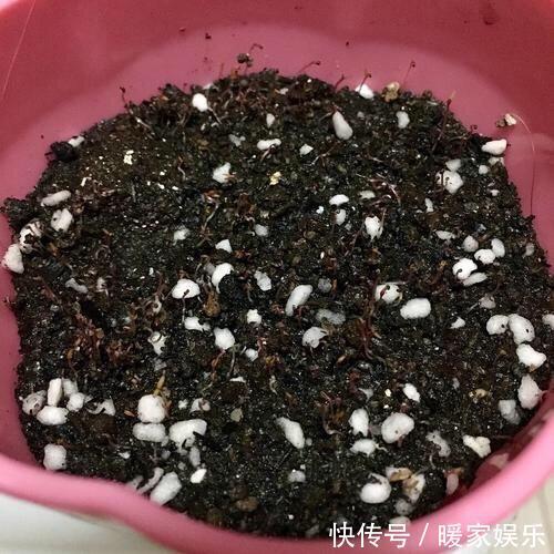 太阳花开花少有1个“小技巧”,开花量大10倍,秋天花儿开不停