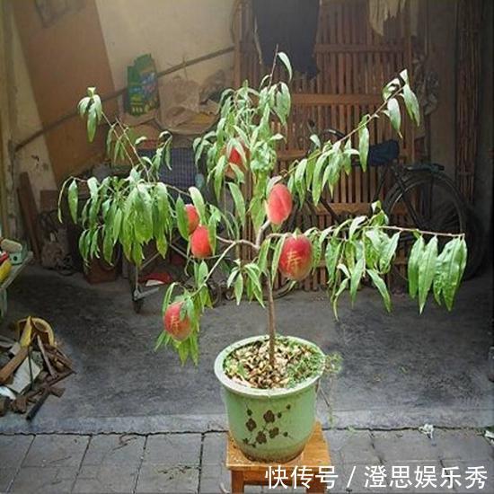 夏天吃水果,“留个籽”撒盆里,10天发芽变盆栽,养好摘果1篮子