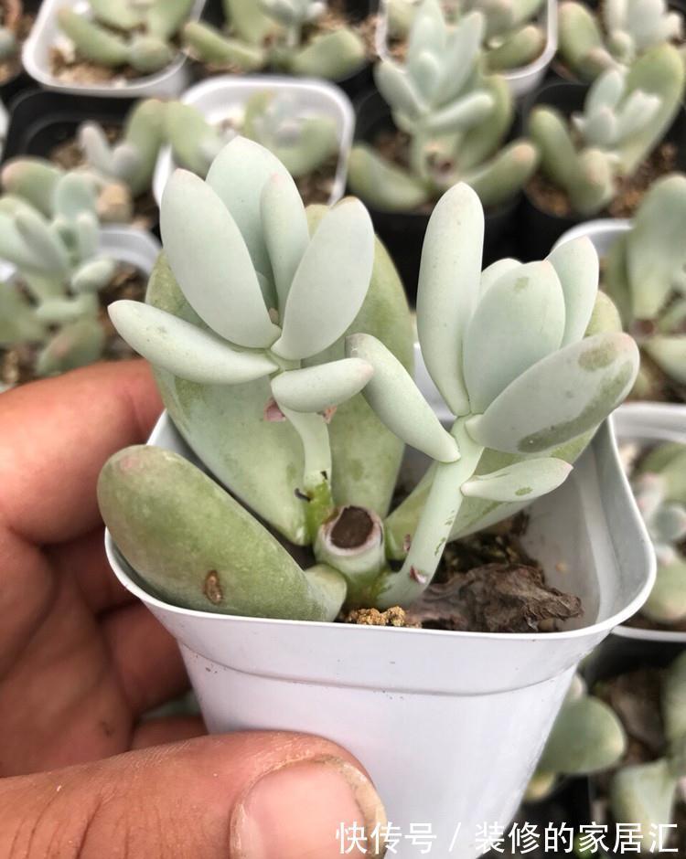 只需要一个简单的动作,就能让你徒长了的多肉变美,变胖