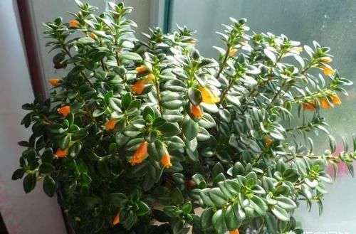 金鱼吊兰怎么繁殖？