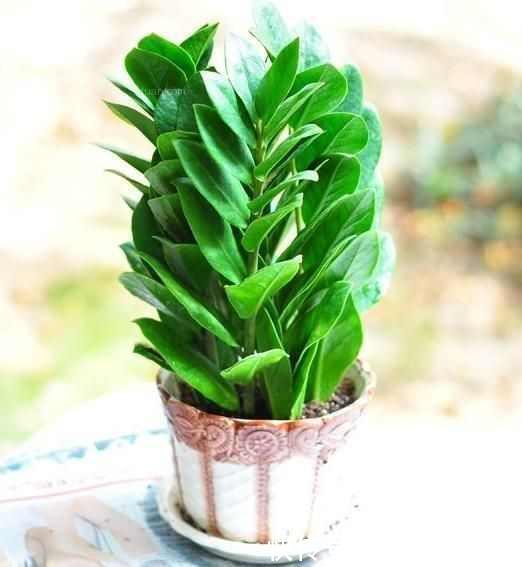 媳妇经常去花店蹭点叶子,没花一分钱,就把花种满了阳台!